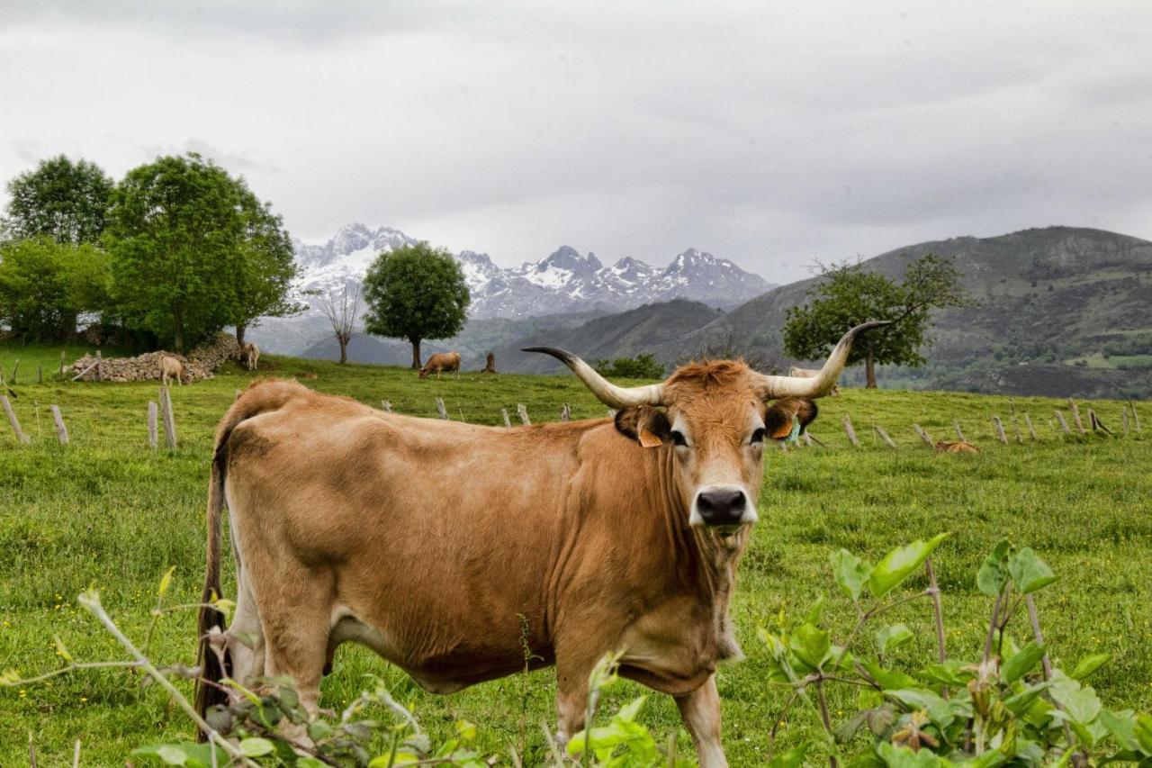 Corao Casa Rural Los Campos المظهر الخارجي الصورة